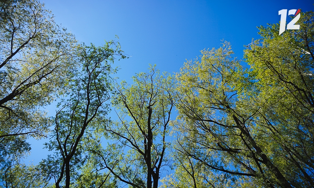 В Омске у Ленинградского моста снесут 60 клёнов и высадят новые деревья и кустарники