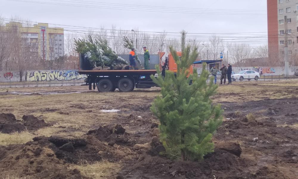 Липы, ели и тополя: до конца месяца в Омске будут высаживать деревья