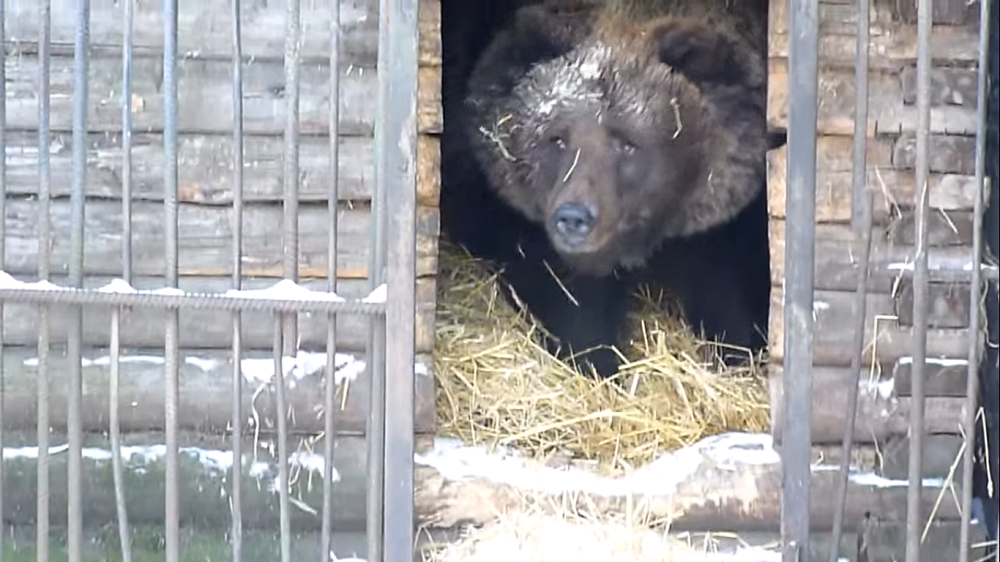 В Большереченском зоопарке отправилась в спячку медведица по кличке Кроха