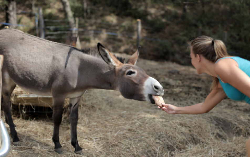 Подышать свежим воздухом, покормить осликов, побывать в сказке: где на выходных провести время недалеко от Омска