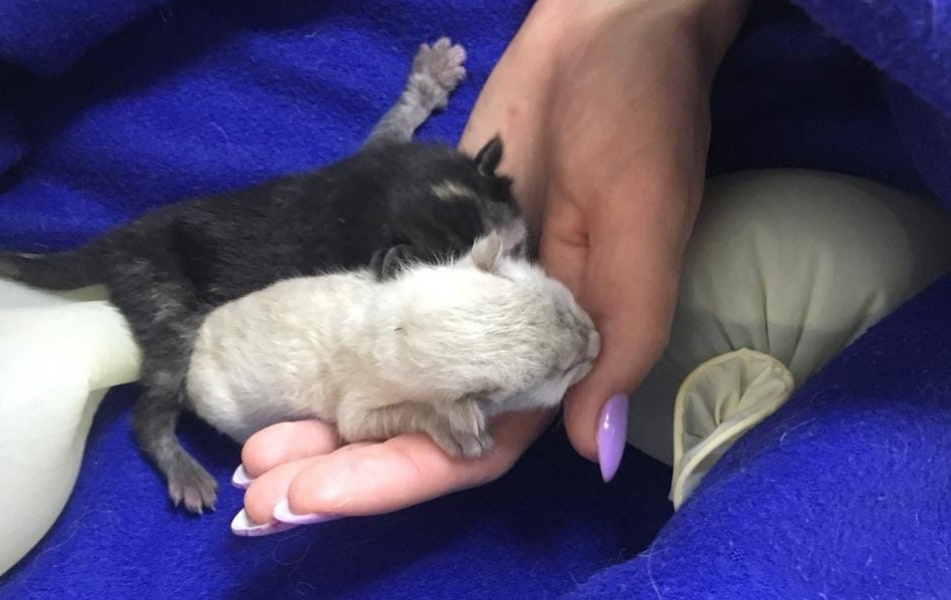 Омичи спасли новорождённых котят, замурованных между гаражей