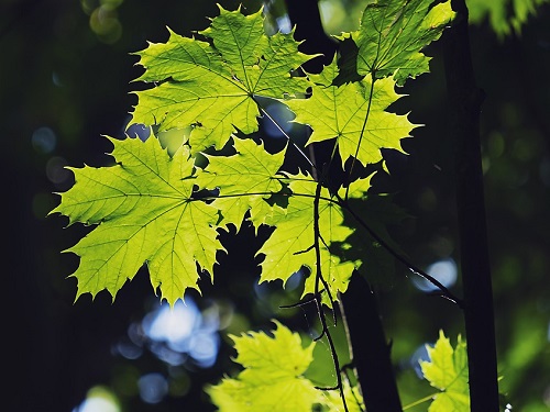 В Омске появится кленовая аллея Династий