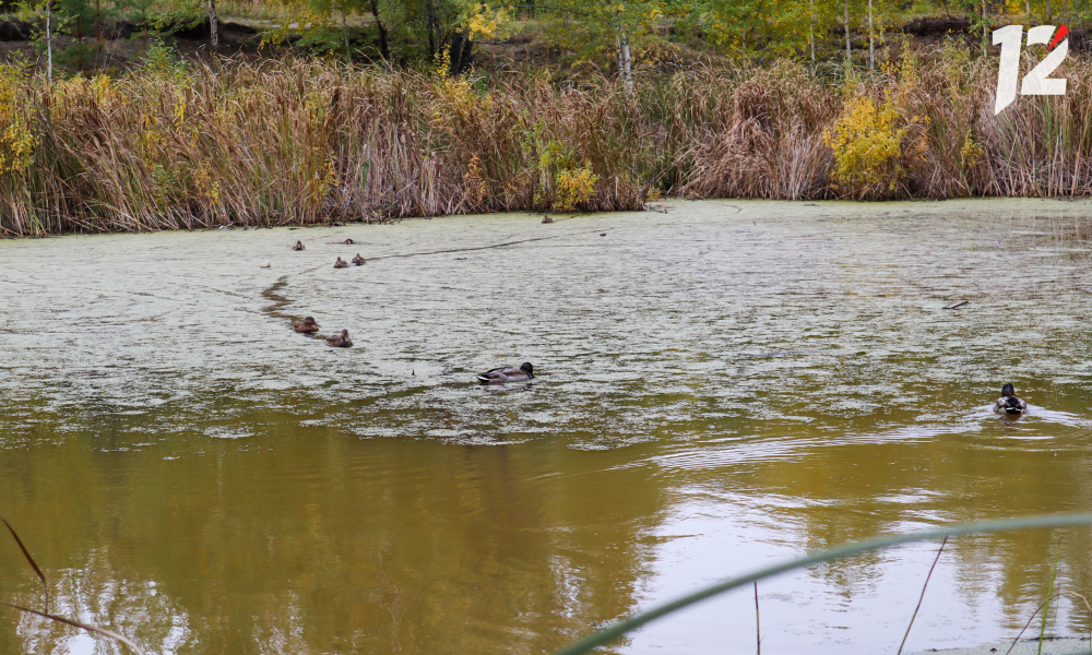 Омская активистка Людмила Жукова призвала обратить внимание на заболачивание и гибель лесов 