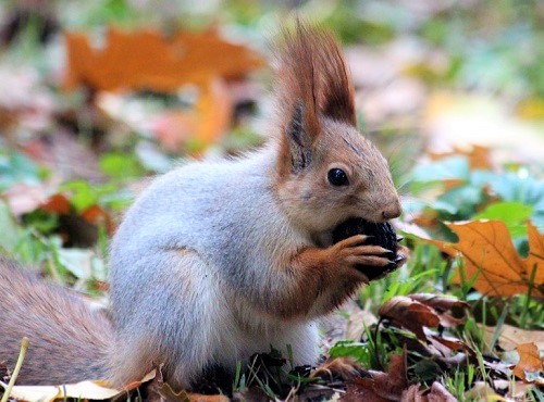Омские белки готовы к зиме