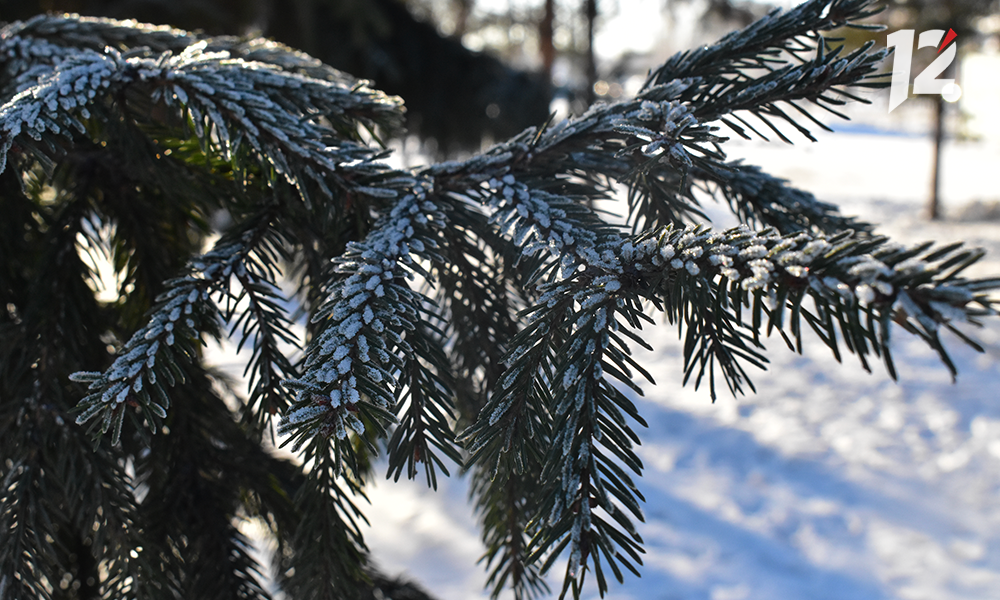 «Это проблемы вашего проекта»: в Омске отказали в вырубке «аварийной» ели под расширение парковки 