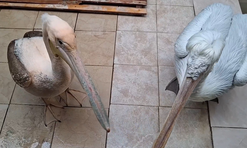 В Омском зоопарке отметили юбилей двух особенных долгожителей