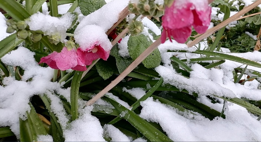 Синоптики прогнозируют, когда в Омск придут холода 