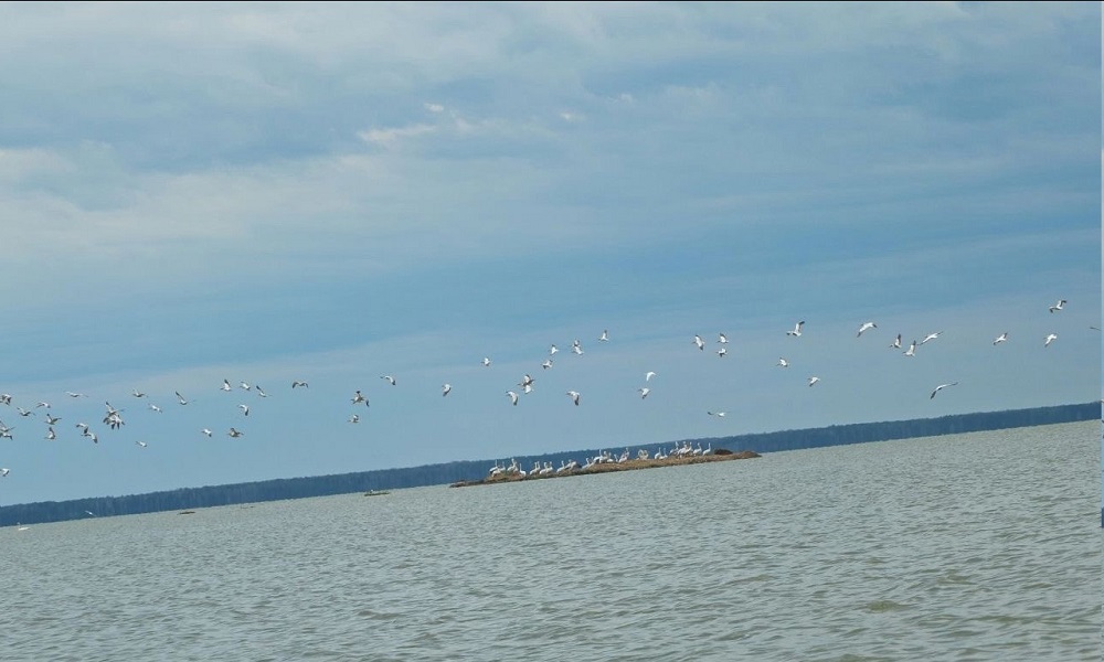 Кудрявые пеликаны вернулись на омские озёра