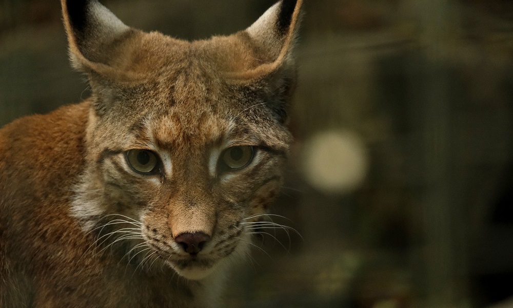 Что на самом деле происходит в Омской области с популяцией рыси?