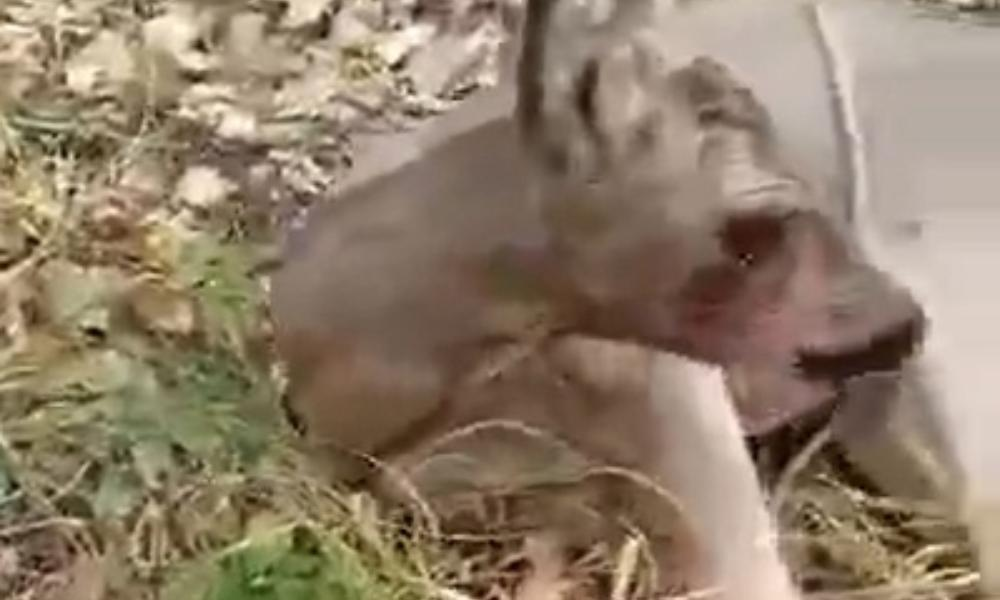 Причиной неадекватного поведения косуль в Курганской области стала инфекция 