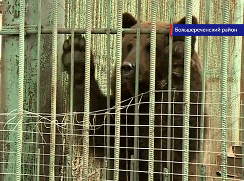 В Большереченском зоопарке засыпают на зиму медведи