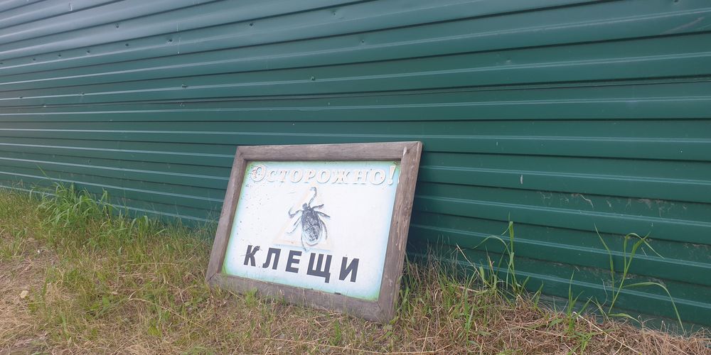 Количество омичей, пострадавших от укусов клещей, пока не уменьшается