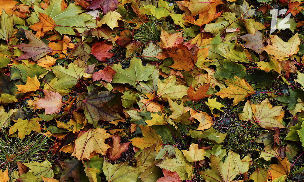 Омичи ещё раз смогут насладиться теплом золотой осени