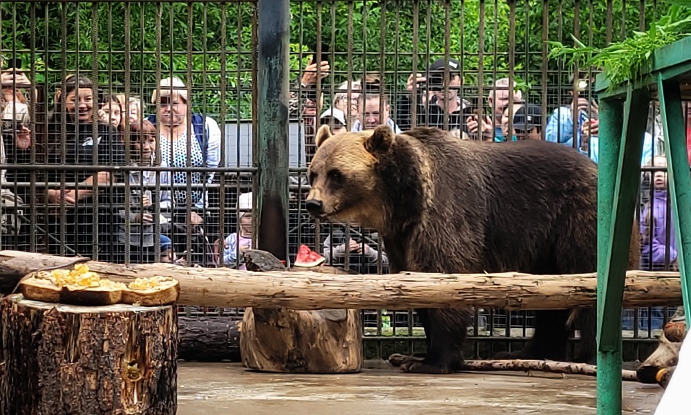 В Большереченском зоопарке рассказали, как медведи готовятся к зимней спячке