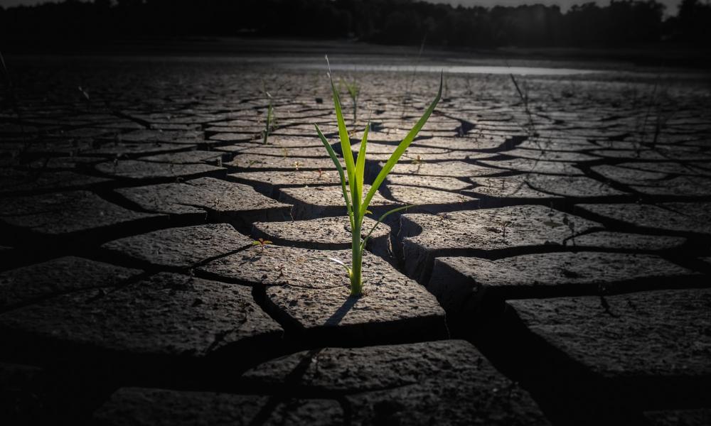 В омской почве обнаружили опасное содержание нитратов и бензапирена