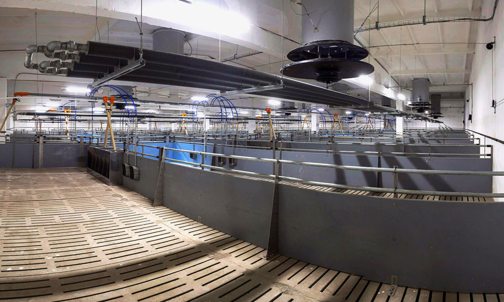 Омские предприятия завершили инвестпроекты в животноводстве на 8 млрд рублей