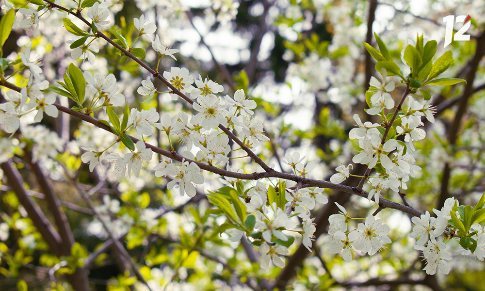Змеевидная ель и «париковое» дерево: в омском дендросаду им. Гензе стартовал летний экскурсионный сезон