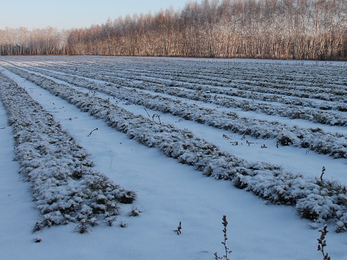 За 2019 год в Омской области высадили 4 млн хвойных сеянцев