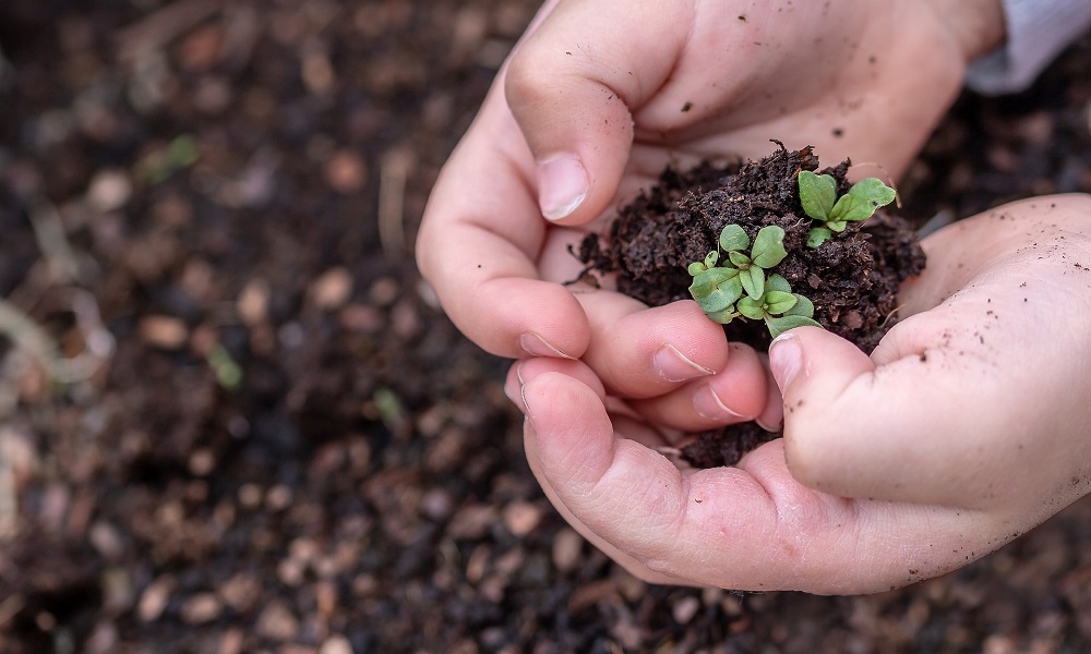 В Омской области завершилась всероссийская акция «Сохраним лес»