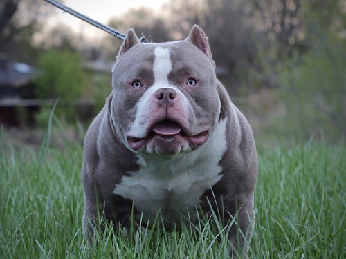 Правительство РФ утвердило перечень опасных пород собак