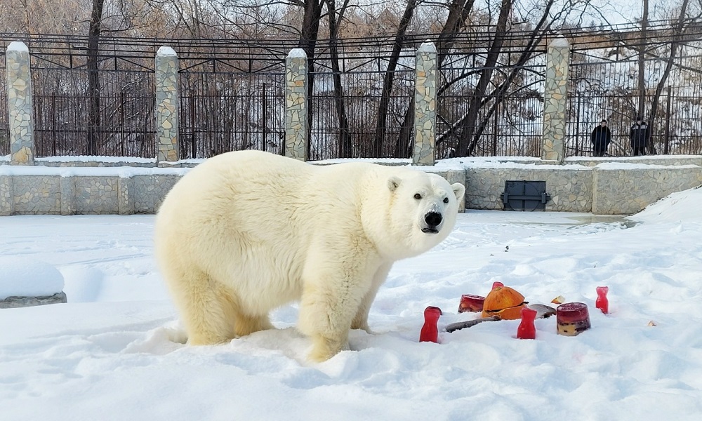 Большереченский зоопарк приглашает омичей на День полярного медведя