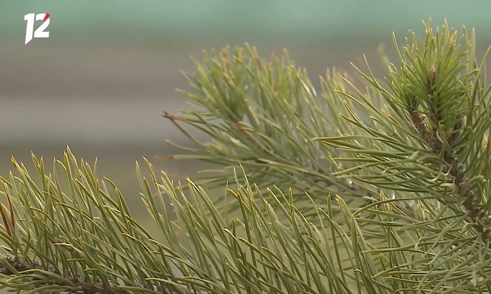 В Исилькуле высадят сосны к 80-летию Победы