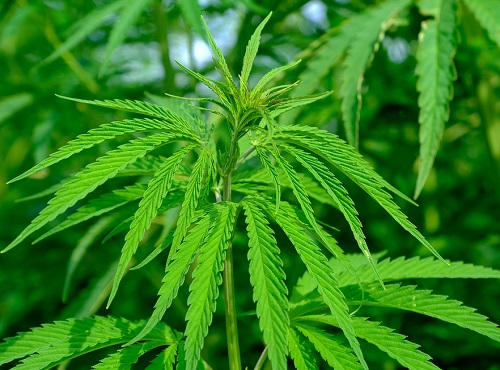 В Омске уничтожили поля с коноплёй