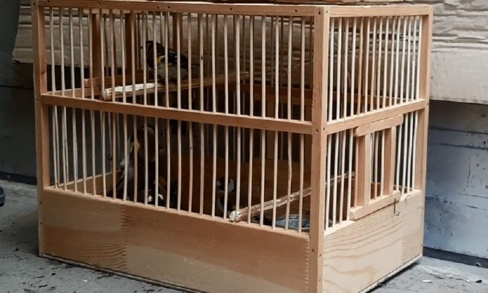 Из Омска в Узбекистан не дали вывезти десять щеглов без документов 