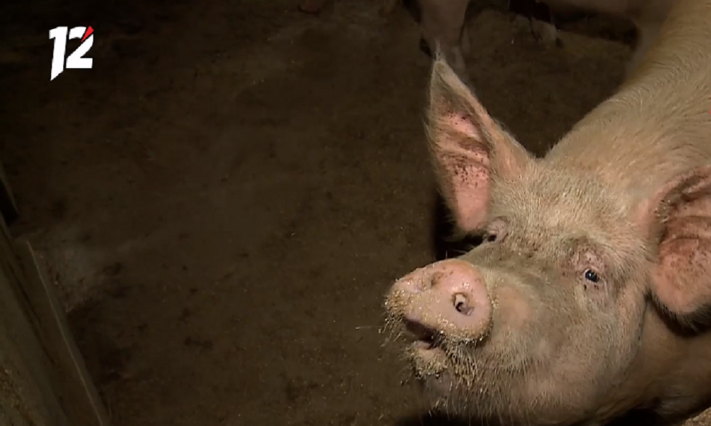В Омской области выявили заболевание свиней, которое не представляет угрозы для человека
