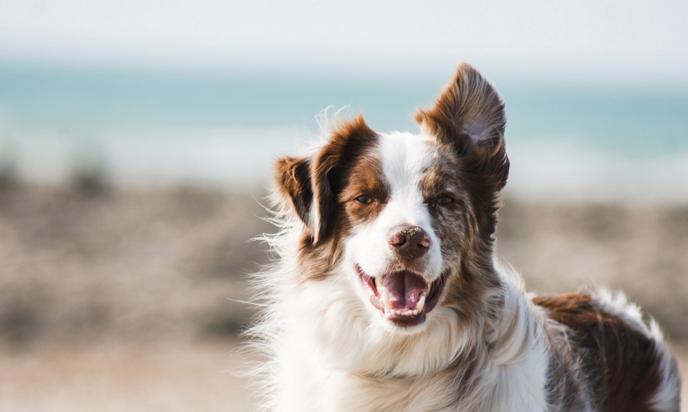 Омичей попросили не брать собак на салют