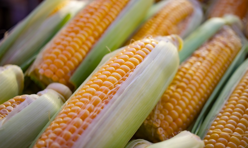 Когда «тихая охота» не удалась: в Омской области грибник похитил больше 200 кг кукурузы 