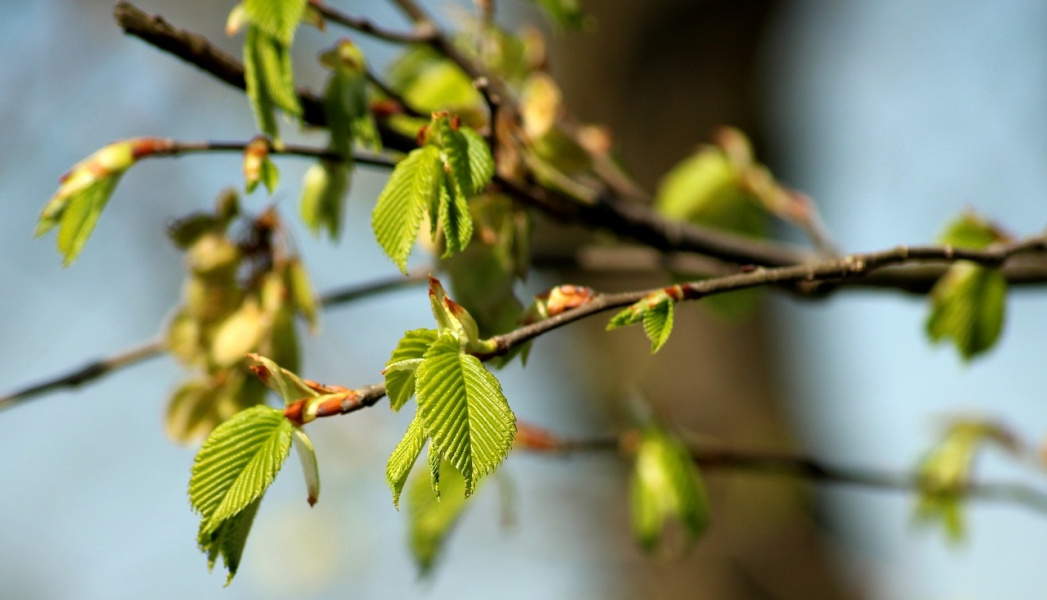 «Кедру» одобрили перенос 29 елей с территории их торгового центра 