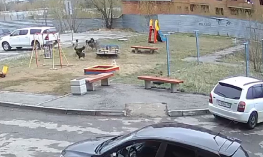 Омичи пожаловались на поселившуюся на детской площадке стаю бездомных собак