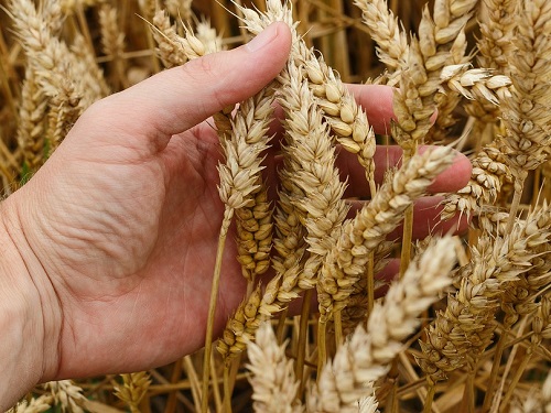 После обращения Буркова Меведев подписал соглашение о льготах на перевозку зерна 