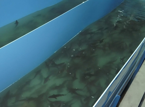 В Омске организовали экскурсию на рыбную ферму