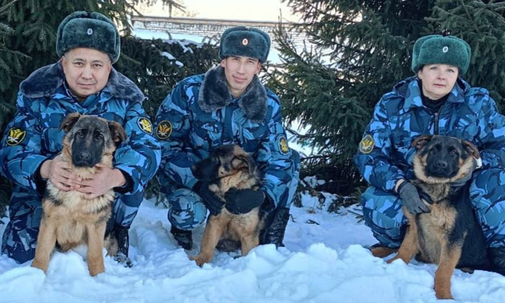 В омском УФСИН приветствуют пополнение: щенки немецкой овчарки приступили к подготовке