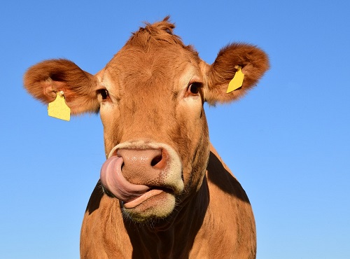 В Нововаршавском районе обнаружили очаг опасного для животных и людей заболевания