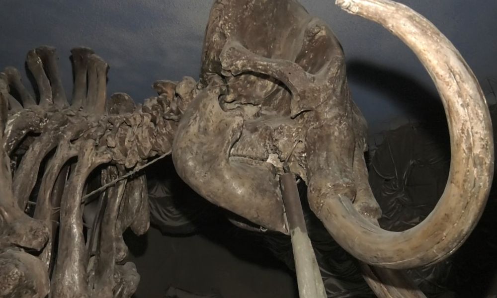 Омичи вновь смогут увидеть один из самых интересных экспонатов историко-краеведческого музея