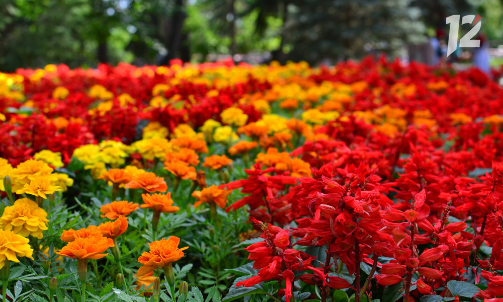 В Омске началась подготовка к выставке «Флора»