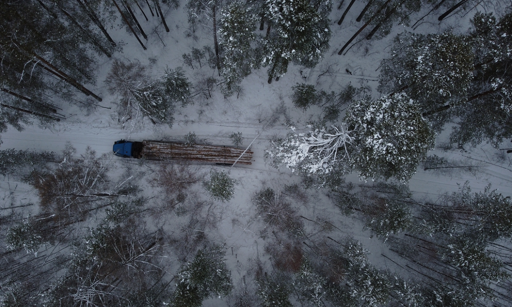 Возле деревни Окунево на севере Омской области вырубили 19,7 га леса
