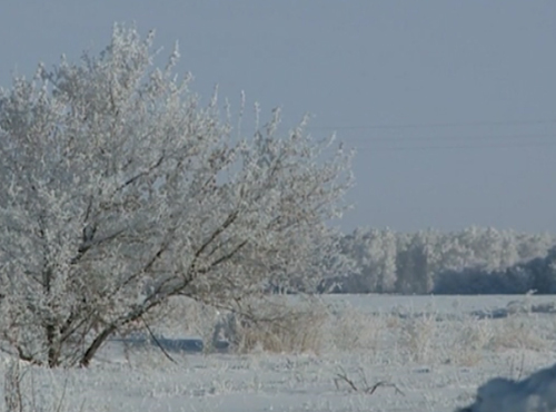 Сильные морозы могут стать причиной неурожая в Омской области