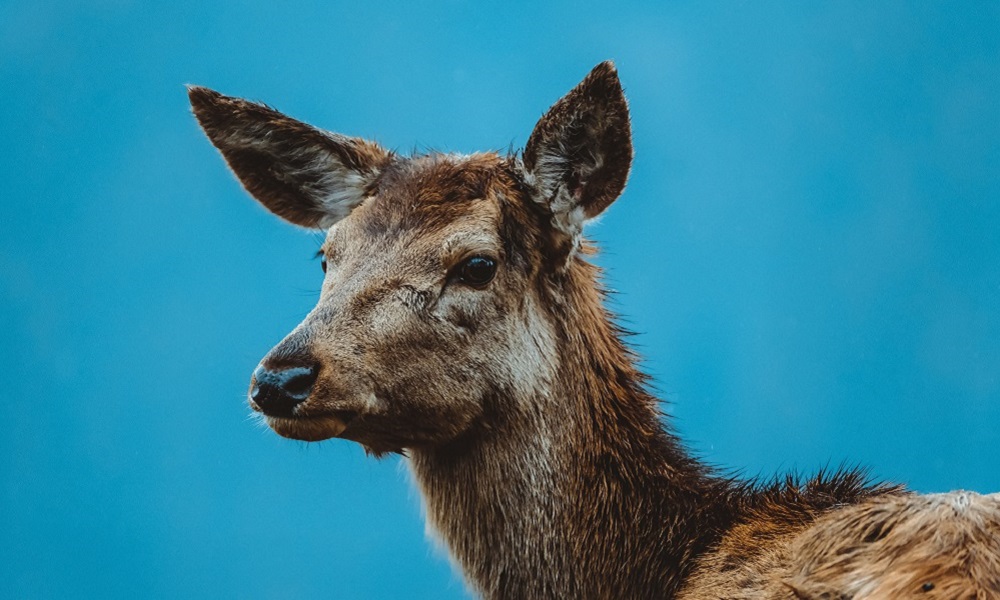 В Большеуковском районе Омской области браконьеры незаконно добыли 7 косуль, зайца и лося