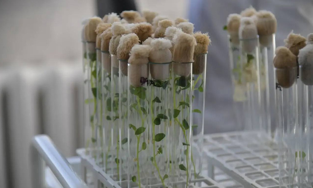 В Омской области повышают урожайность картофеля с помощью биотехнологий