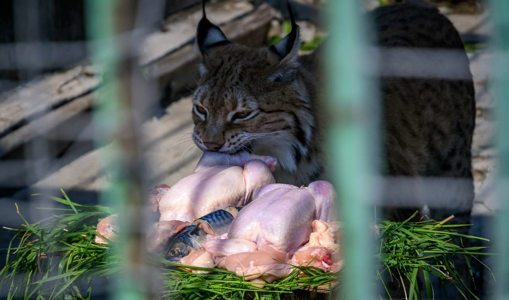 Оксана Фадина показала дочке Большереченский зоопарк и взяла под опеку рысь