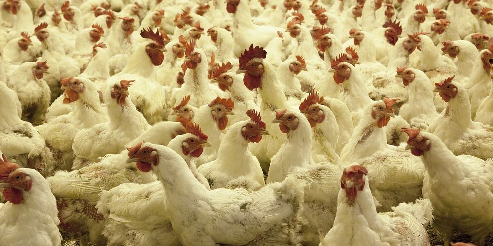 После карантина по птичьему гриппу Иртышская птицефабрика вернулась к работе