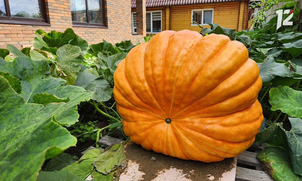 Жительница Омской области вырастила 100-килограммовую тыкву в своём огороде