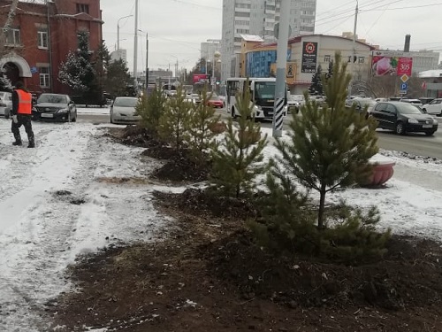 Холода не мешают посадке деревьев в Омске
