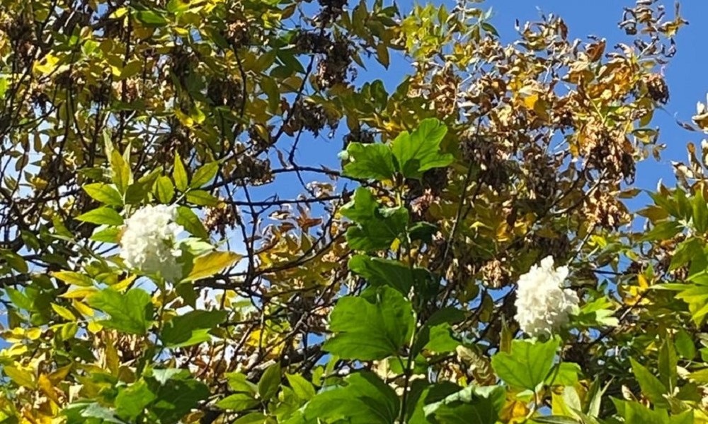 В Омске вслед за сиренью расцвела калина «бульденеж»