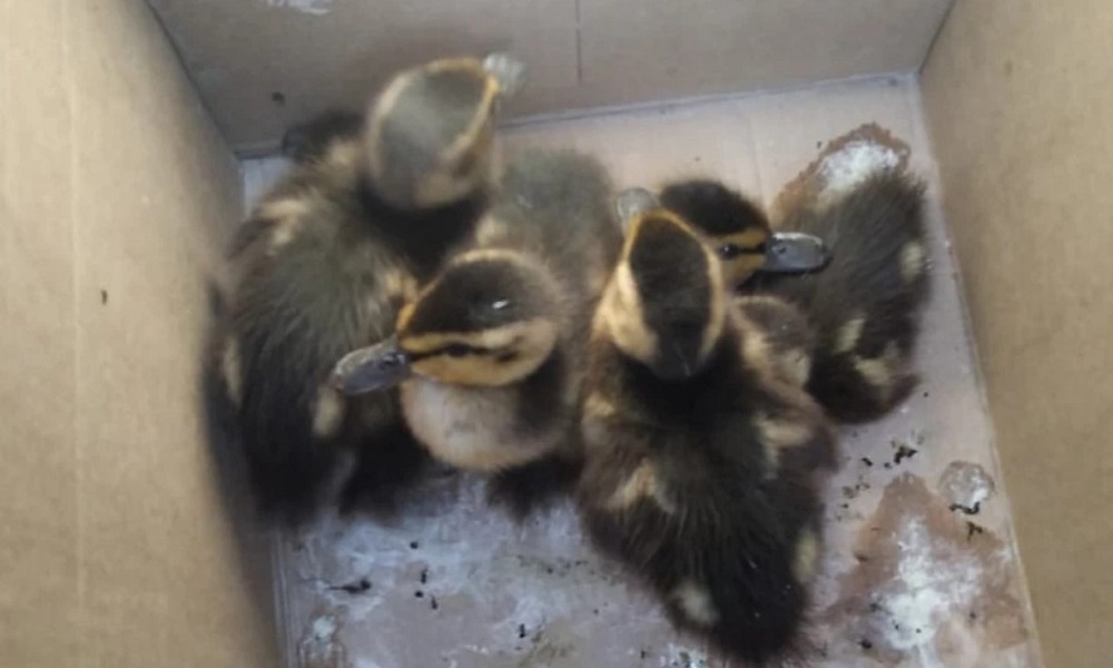 Четверо диких утят в Омске забрели в компьютерный клуб