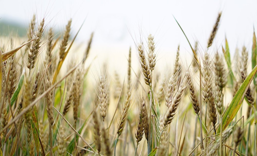 Из Омской области хотели украсть 451,5 тонн зерна - Александру Буркову доложили обстановку